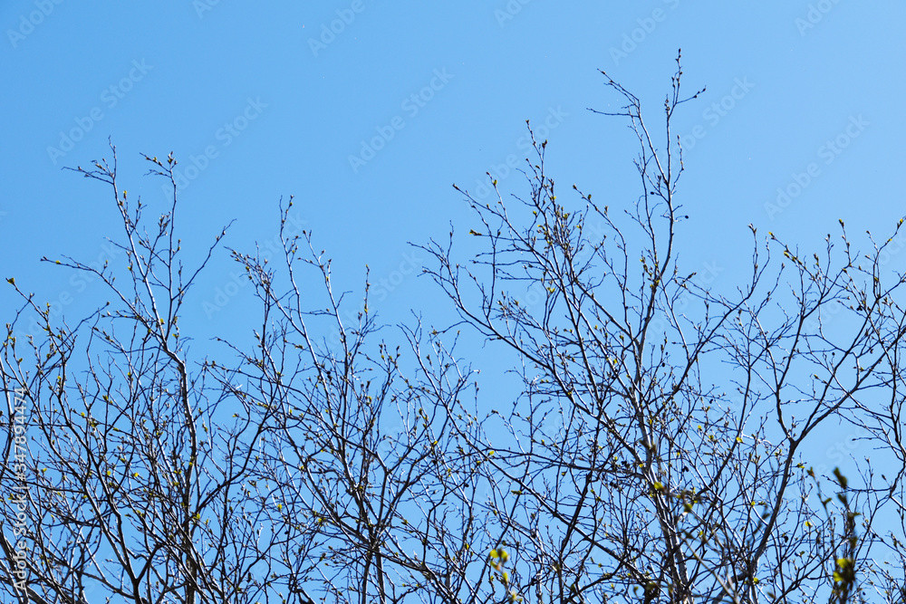 Tree branches on a sky background. 