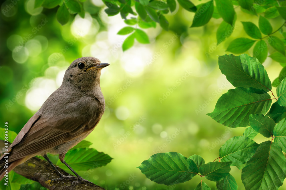 Bird on a branch and green foliage framing a beautiful bokeh nature background