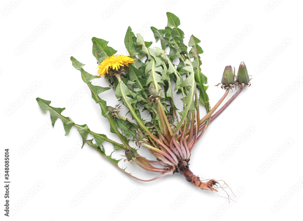 Fresh dandelion plant on white background