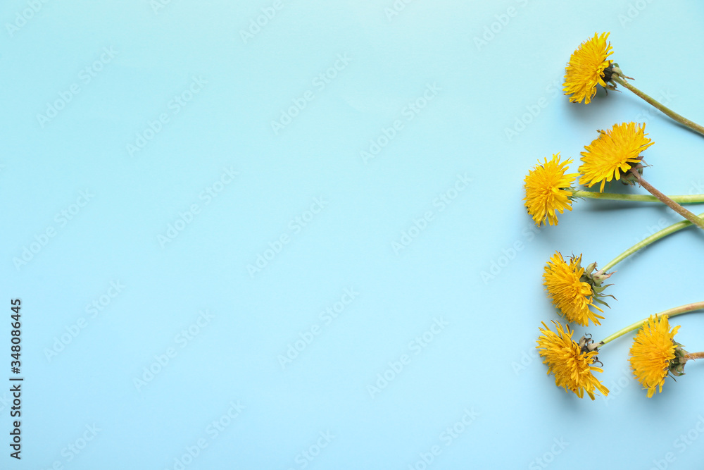 Fresh dandelion flowers on color background