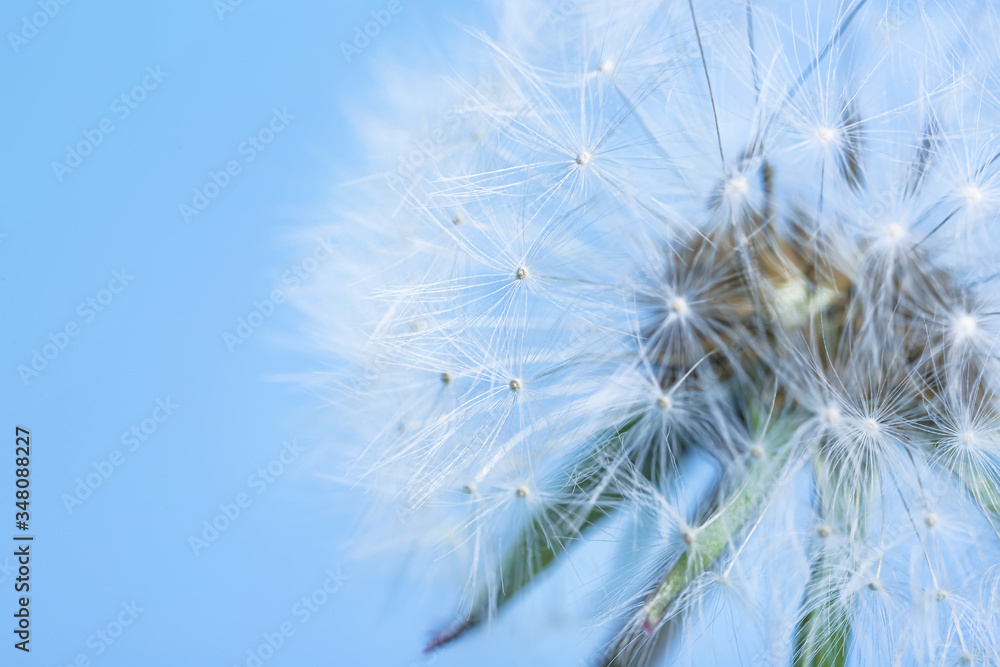 美丽的蒲公英在彩色背景下，特写