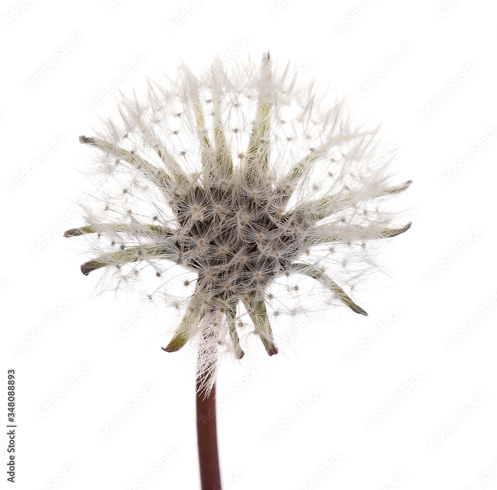 Beautiful dandelion on white background