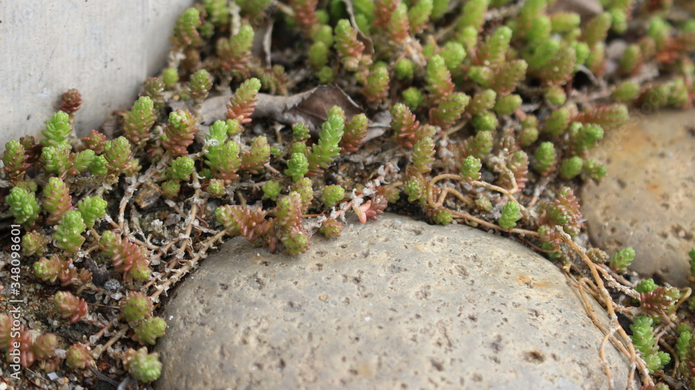 moss on the rock