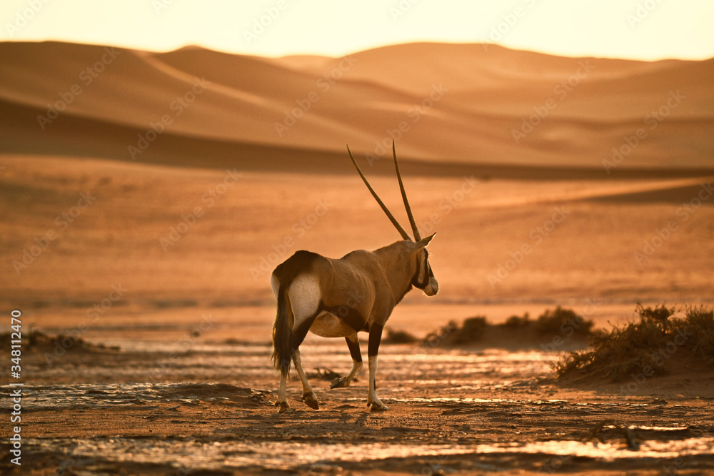 An oryx walking in on sand