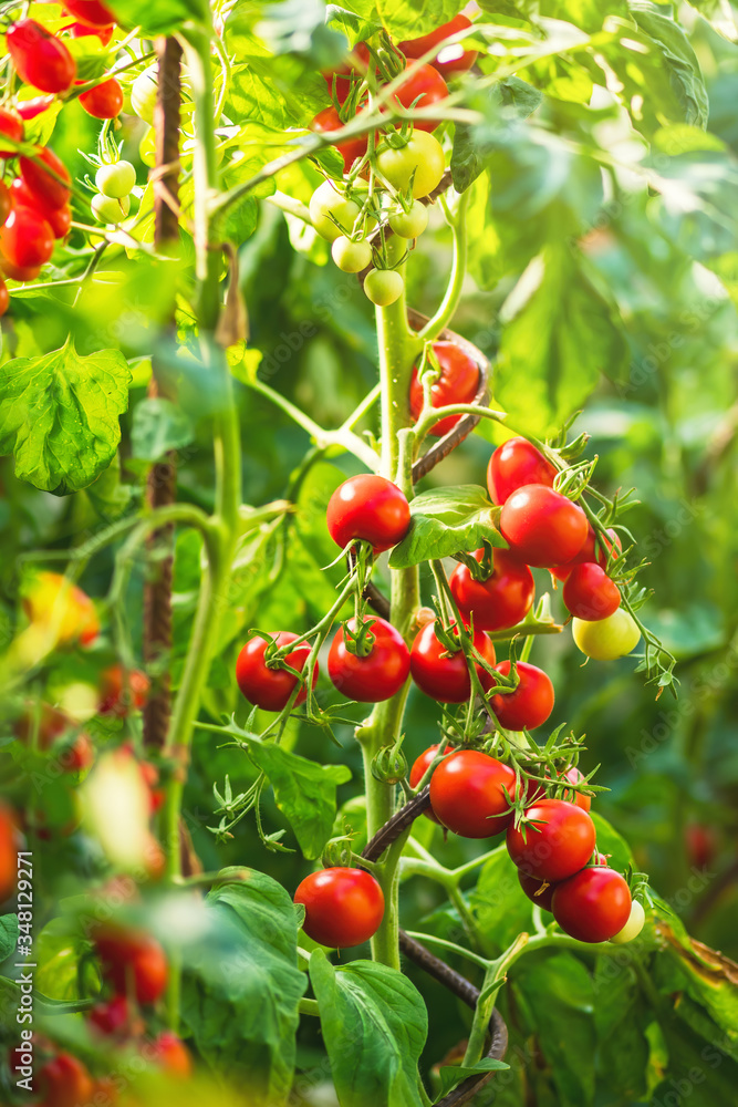 Ripe tomato plant growing in greenhouse. Fresh bunch of red natural tomatoes on a branch in organic 