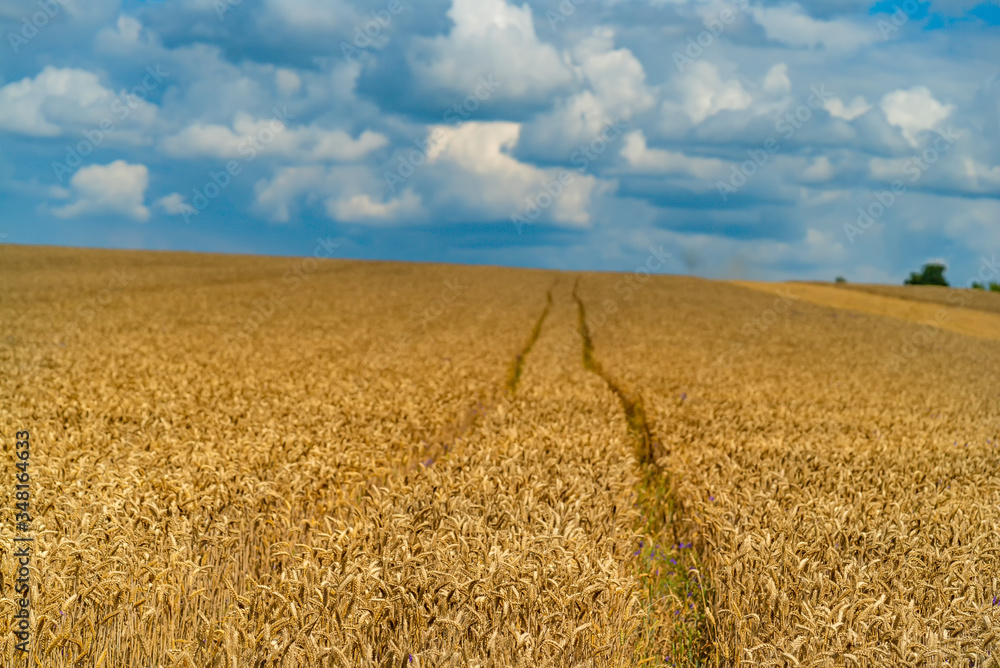 Golden wheat ready for harvest. Wheat growing on a farm field under blue sky.