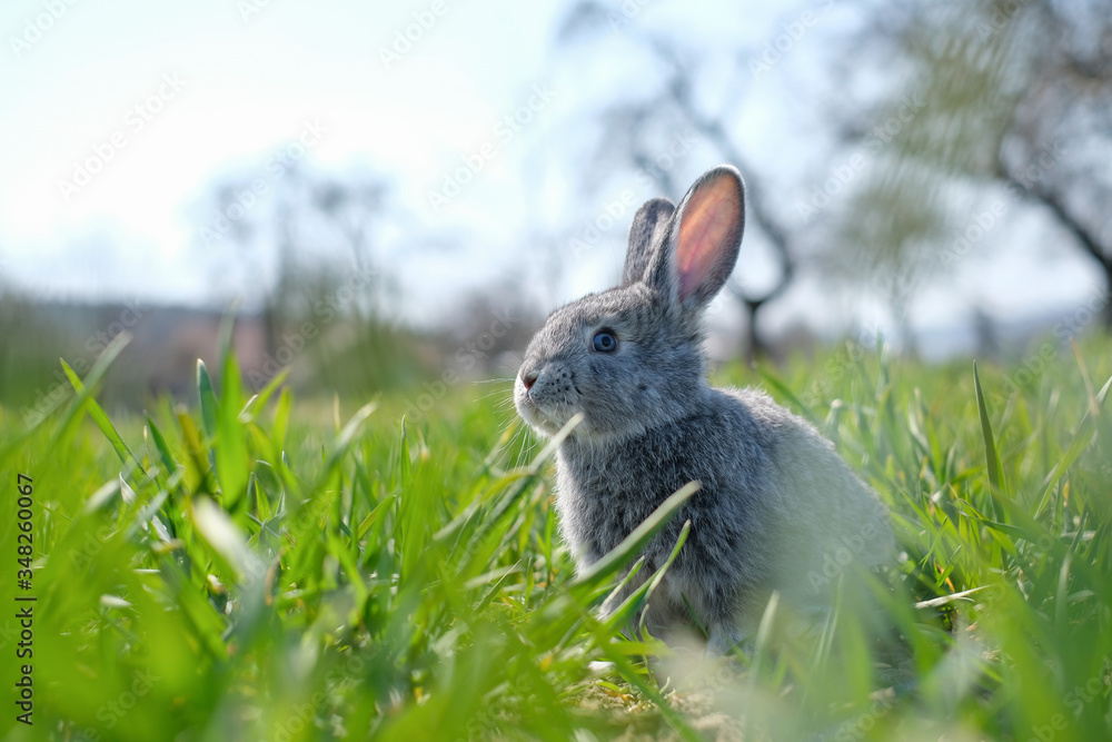 Small grey rabbit in green grass closeup. Can be used like Easter background. Animal photography