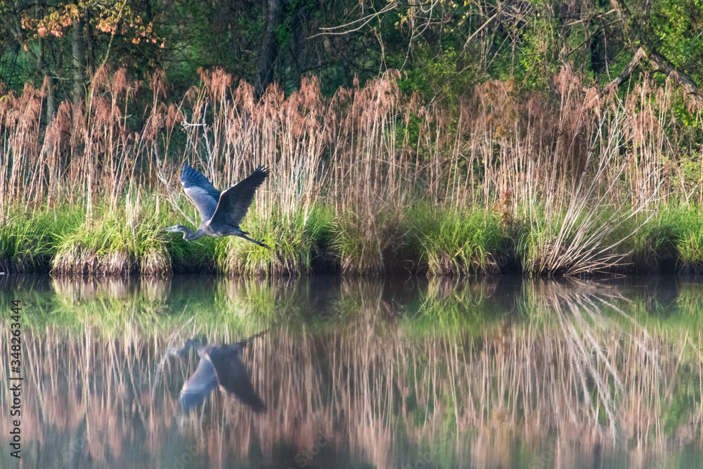 Great Blue Heron in Flight