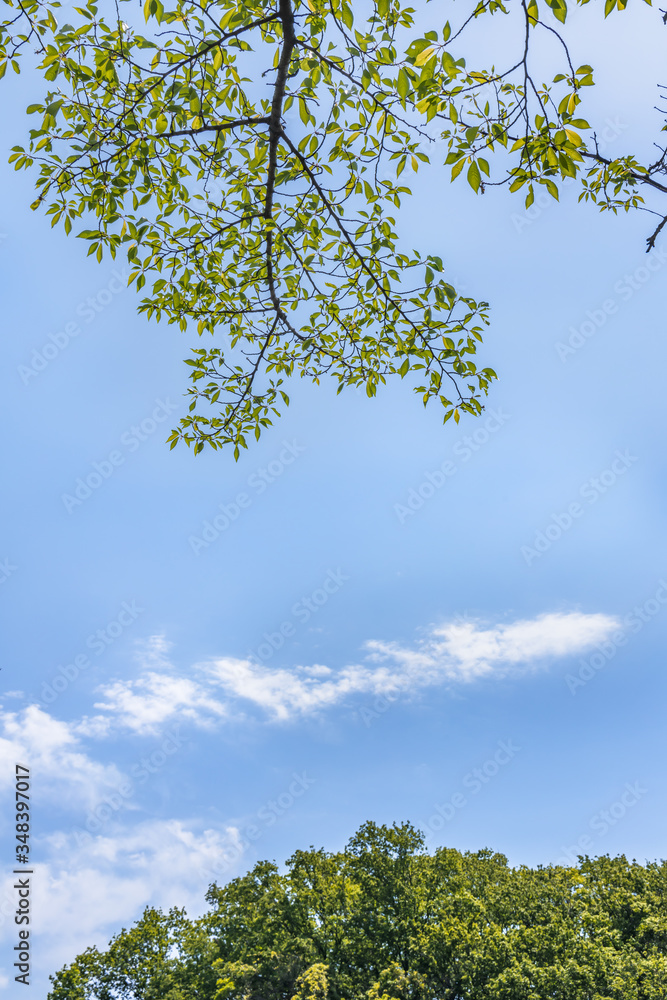 太陽の光が当たる新緑の葉