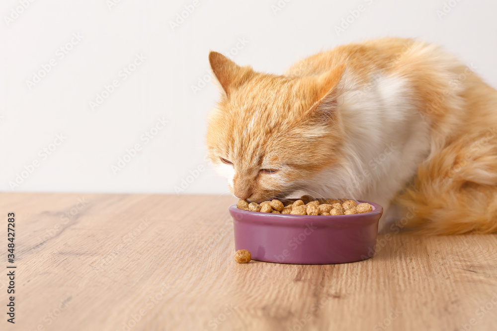 Cute funny cat eating food from bowl at home