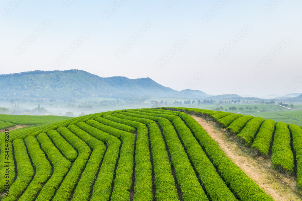 茶园美景