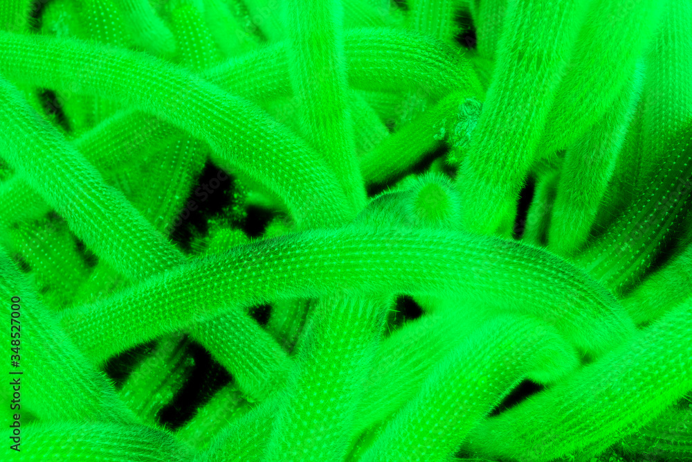 The Cactus.
Green monochrome close up picture of a cactus.
