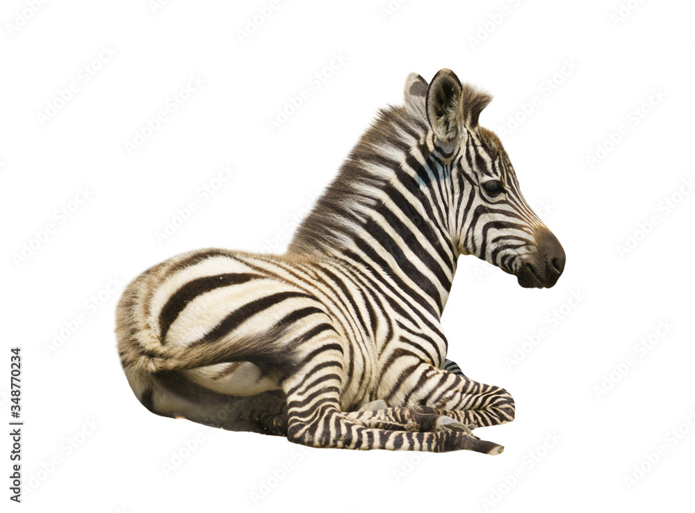 young zebra isolated