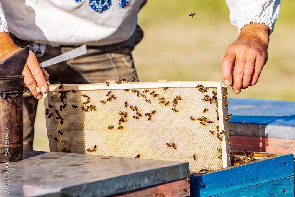 Beekeeper working in the apiary. Beekeeping concept. Beekeeper harvesting honey