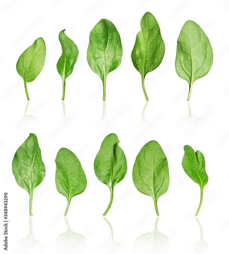 Set of fresh spinach leaves, isolated on a white background