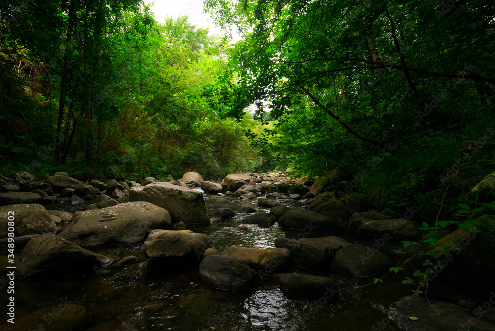 Deep rain forest in August