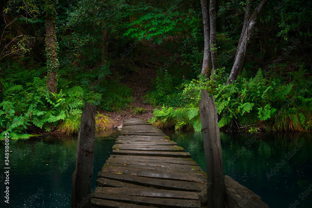 Deep rain forest in August