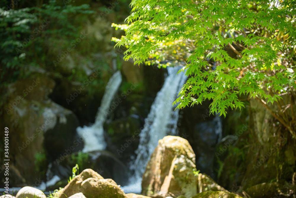 初夏の渓流
