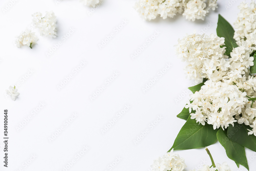 Beautiful lilac flowers on white background