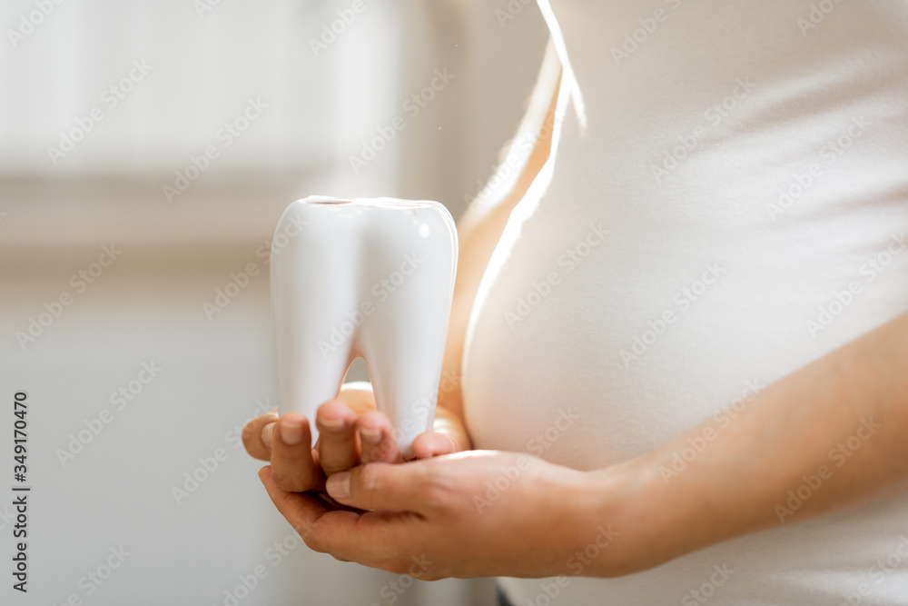 Pregnant woman holding tooth model near her belly, close-up view. Concept of a dental health during 