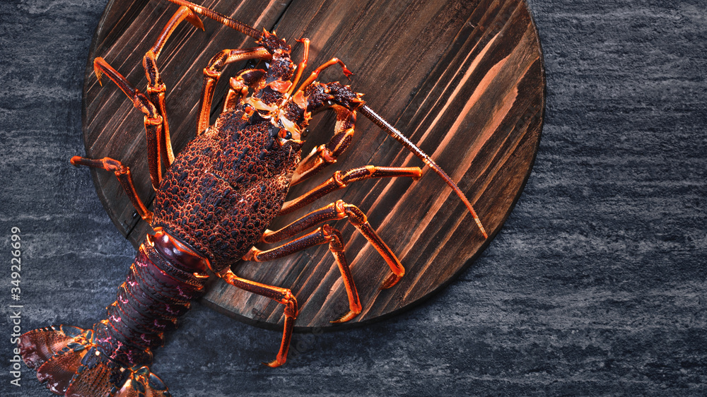 Raw fresh Cape rock lobster, West Coast rock lobster, Jasus lalandii on a dark slate background with