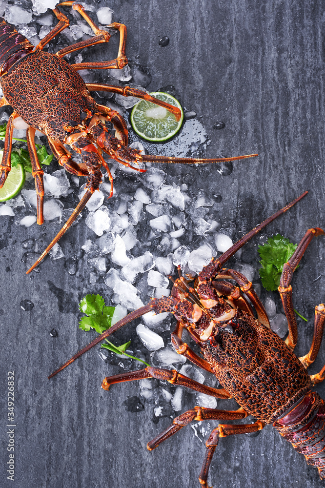 Raw fresh Cape rock lobster, West Coast rock lobster, Jasus lalandii on a dark slate background with