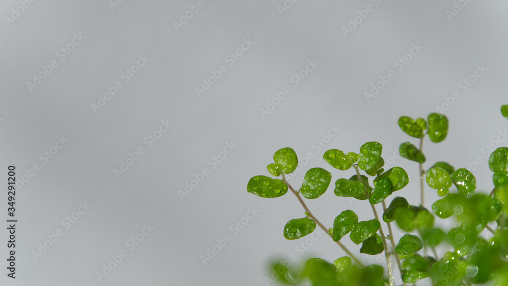 A green plant with water drops on a gray background, copy space, eco concept