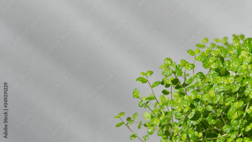 Green plant with gray background, copy space, eco concept