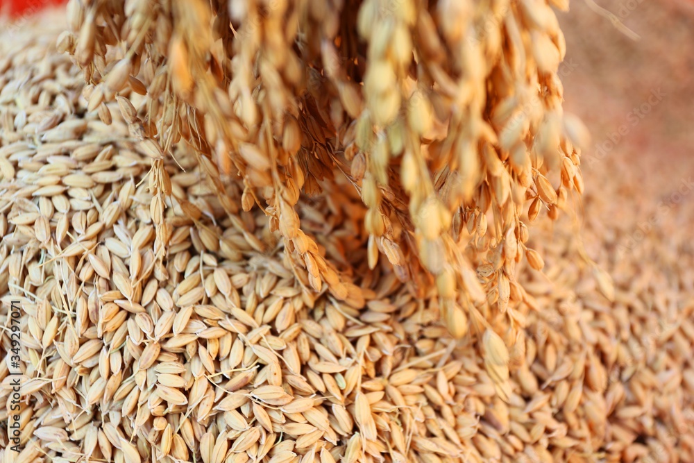 Closeup of wheat grains falling, the process of harvesting organic crops