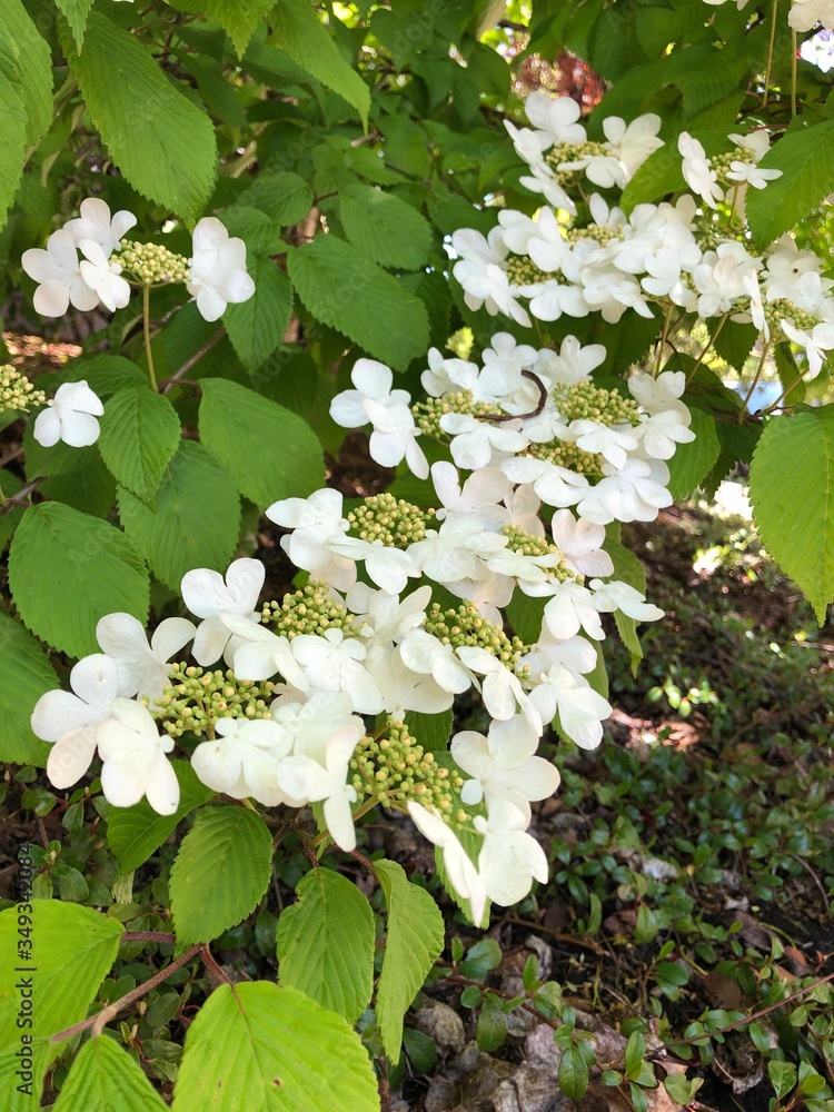 春天的白花