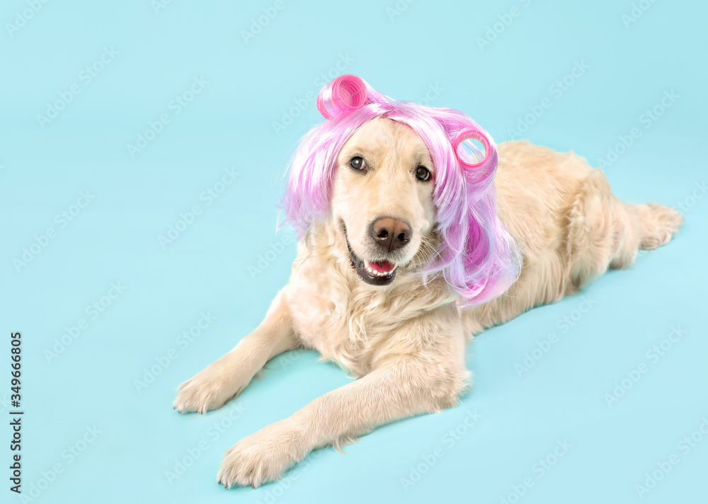 Funny dog in wig and hair curlers on color background