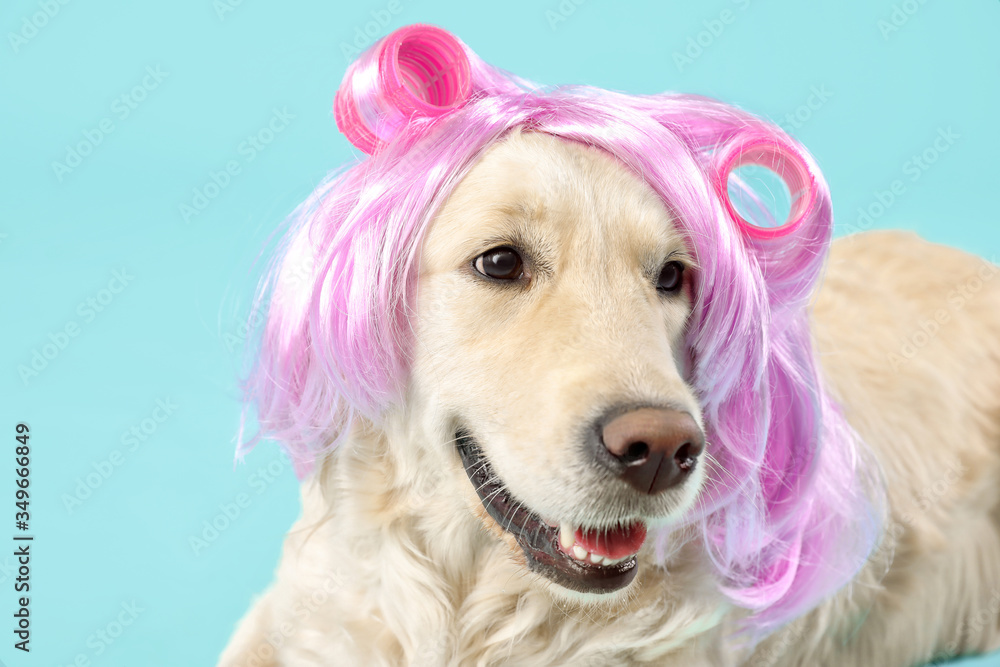 Funny dog in wig and hair curlers on color background