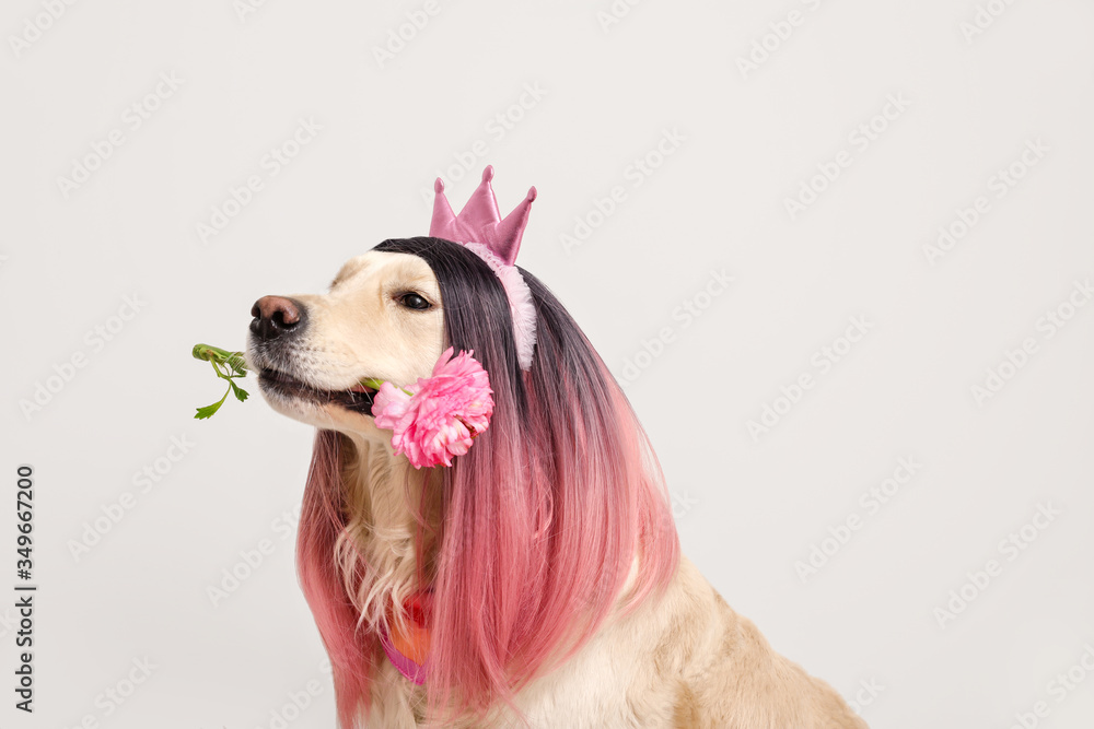 Funny dog in wig and with flower on light background