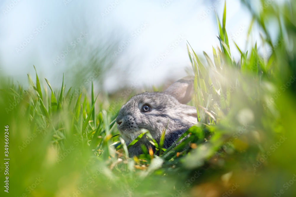 Small grey rabbit in green grass closeup. Can be used like Easter background. Animal photography