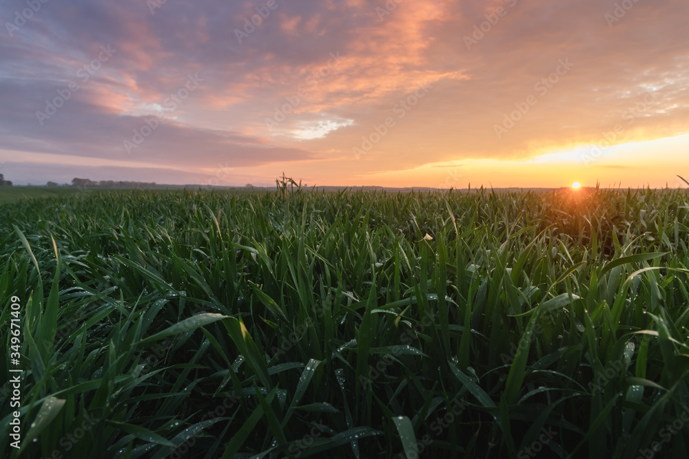 Beautiful evening sunset with dew on young spring wheat. Incredible orange sky with clouds against t