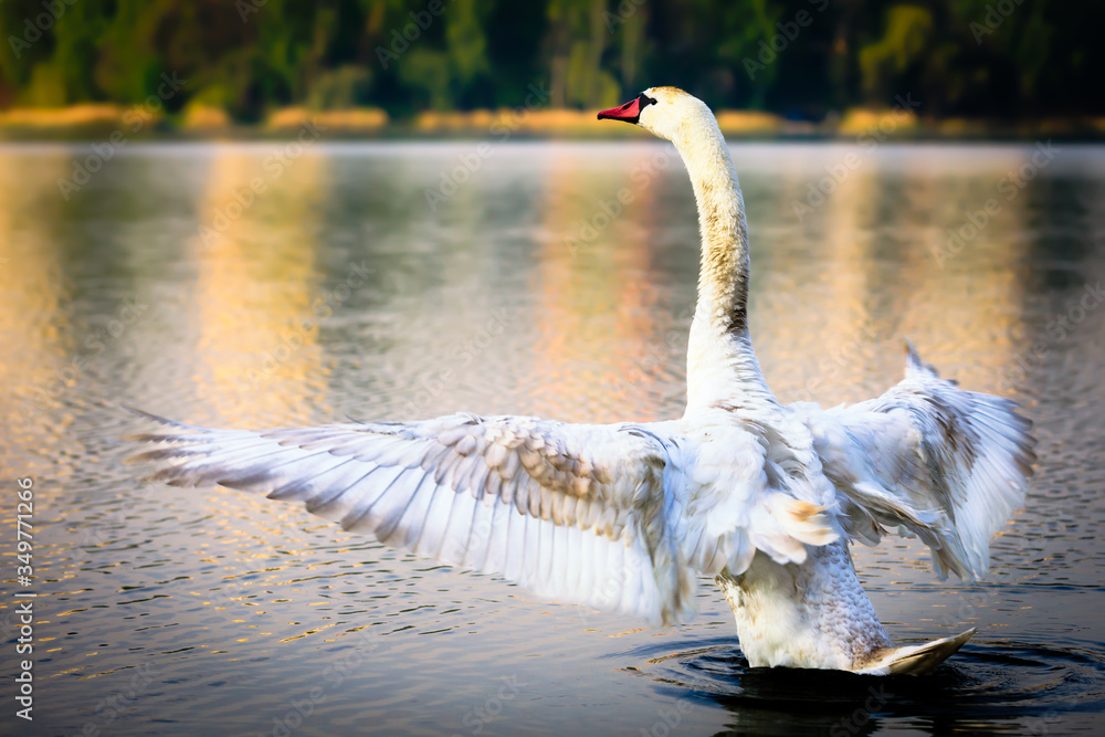 Mute swan raised up with open wings