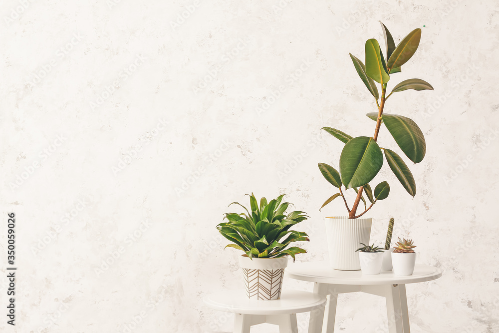 Green houseplants on tables against light background