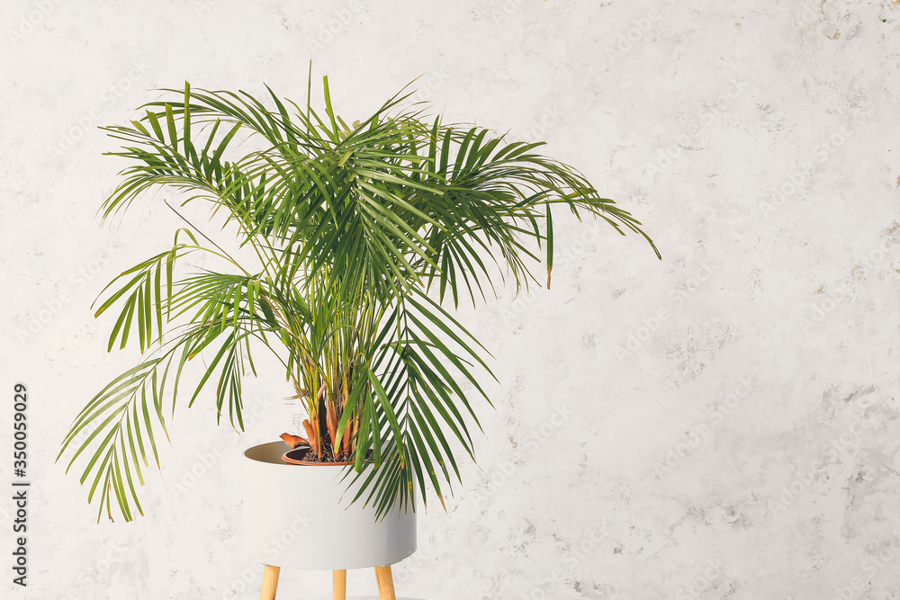 Green houseplant on light background