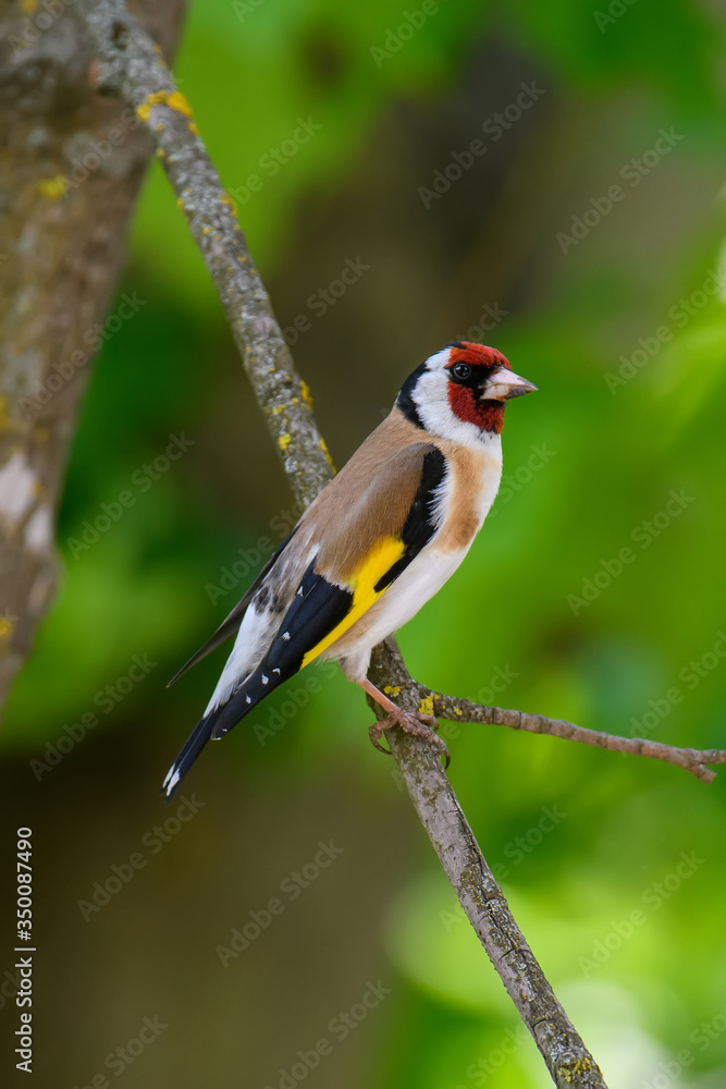 欧洲金翅雀，Carduelis Carduelis，坐在树枝上。公园里彩色鸣禽的雄性