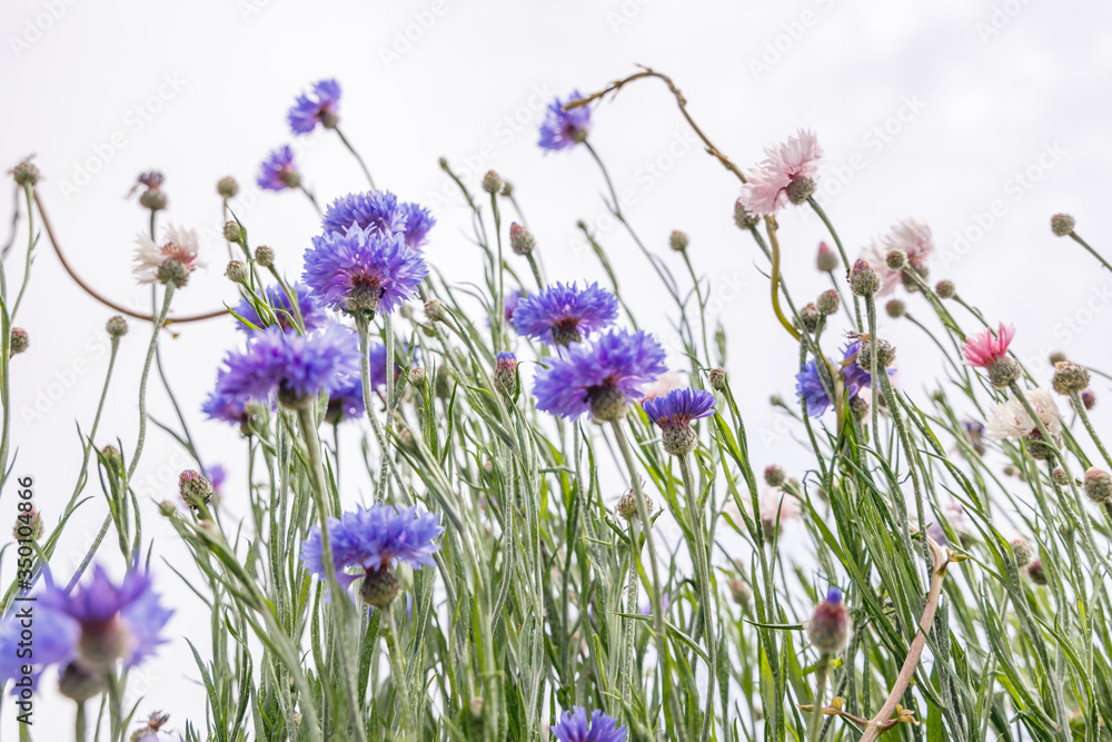 新緑の野に咲く綺麗な花