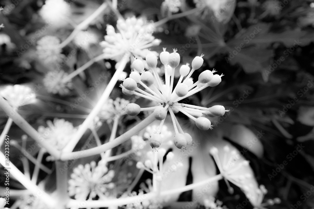 花蕾。春天被风吹动的花蕾的黑白特写照片