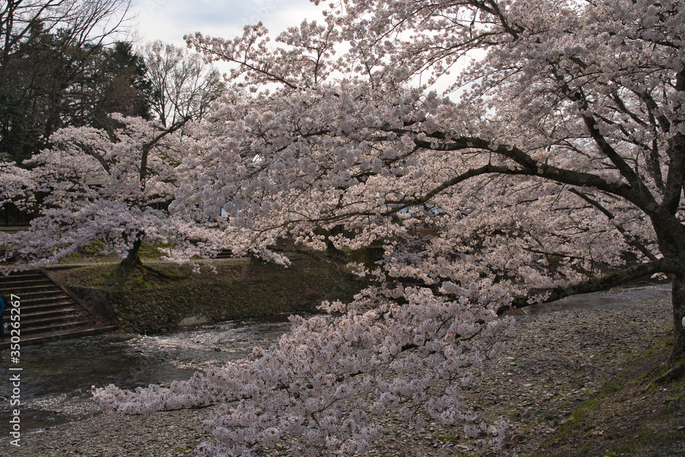 京都亀岡　和らぎの道　七谷川沿いの桜