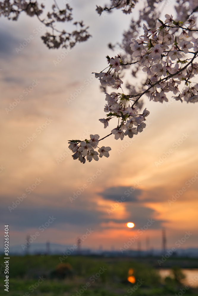 夕日に照らされる満開の桜