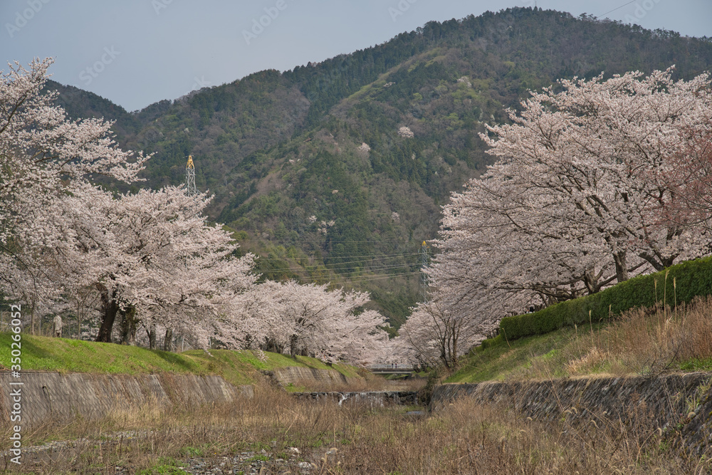 京都亀岡　和らぎの道　七谷川沿いの桜