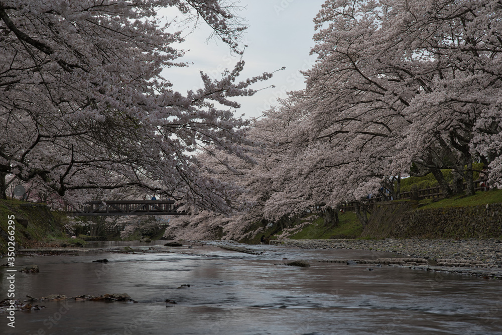 京都亀岡　和らぎの道　七谷川沿いの桜