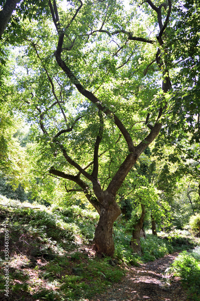 希腊爱琴海萨莫特拉基岛Therma地区的Platanus（梧桐）森林