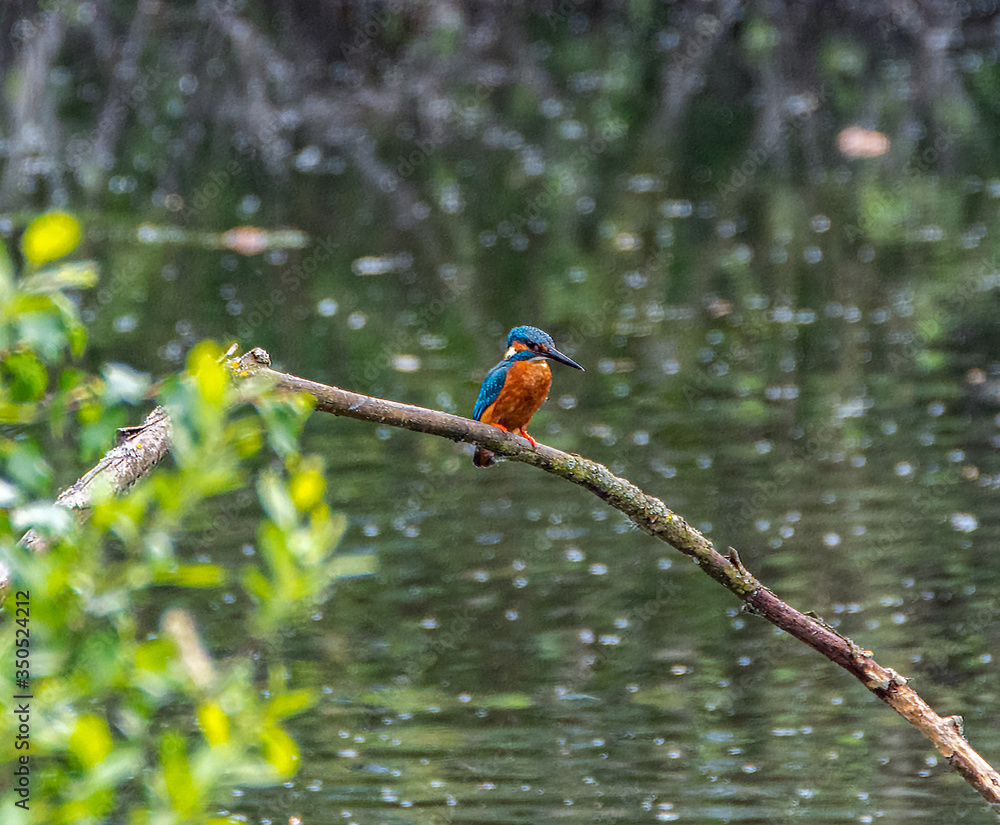 Eisvogel am Steller See