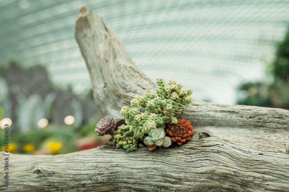 Rectangular arrangement of succulents; cactus succulents in a planter