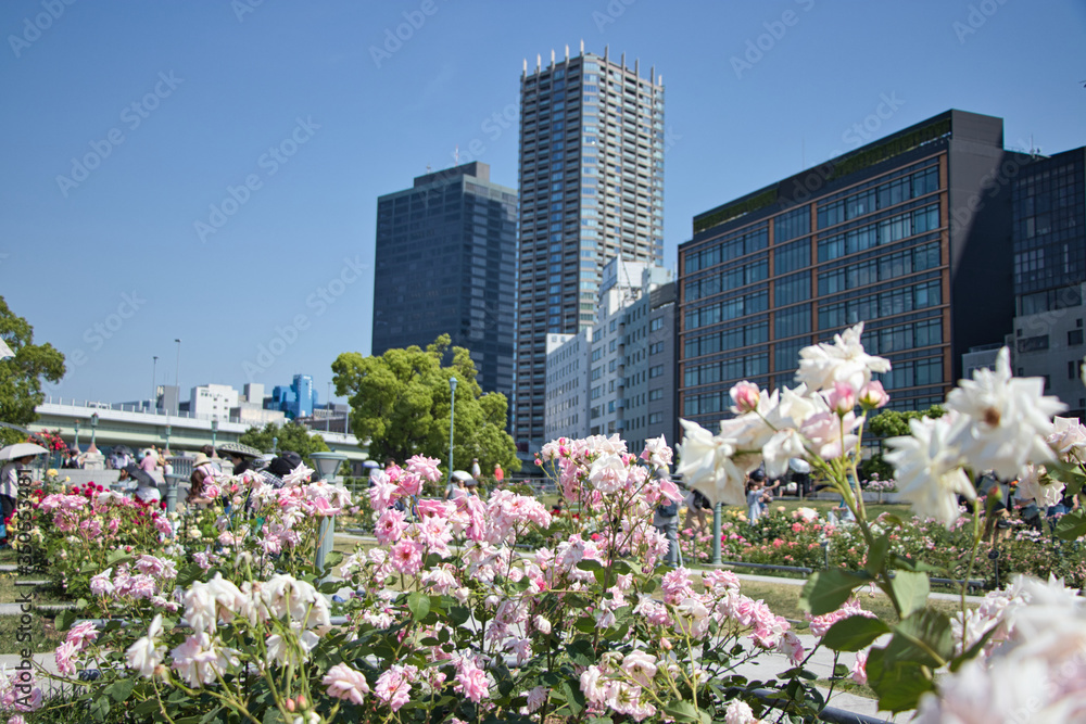 大阪 中之島公園のバラ園