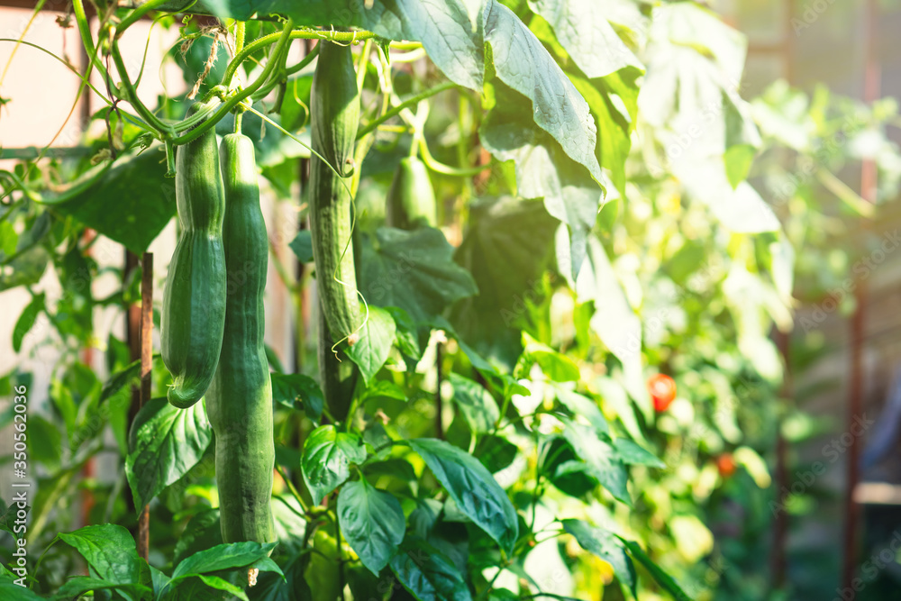 Fresh bunch of green ripe natural cucumbers growing on a branch in homemade greenhouse. Blurry backg